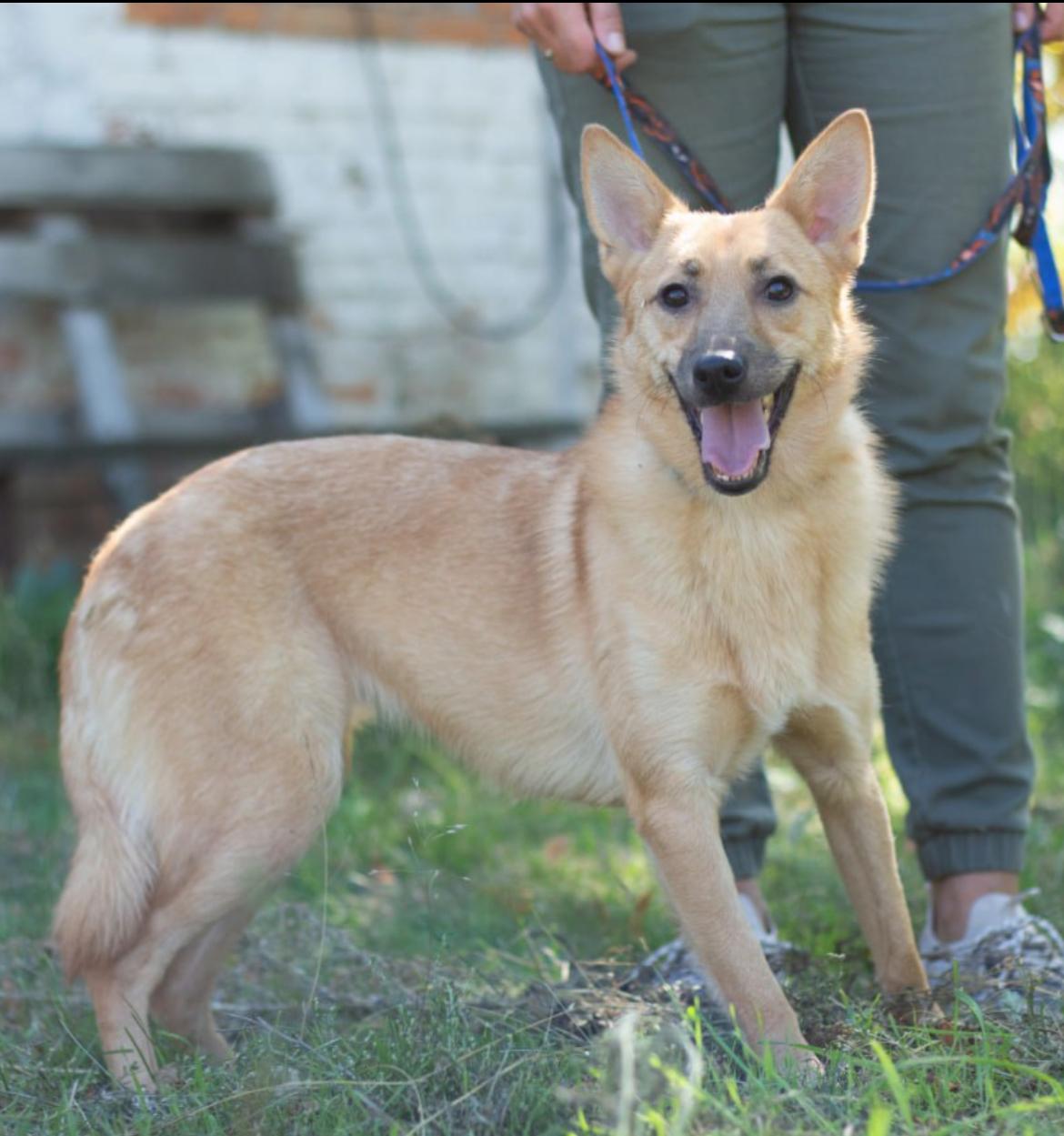 Chiens à adopter